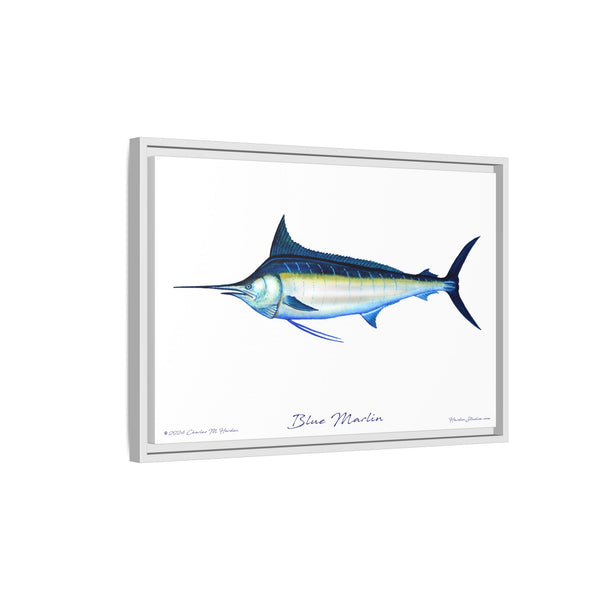 Framed Blue Marlin Canvas Fish Wall Art Print by Charles Harden