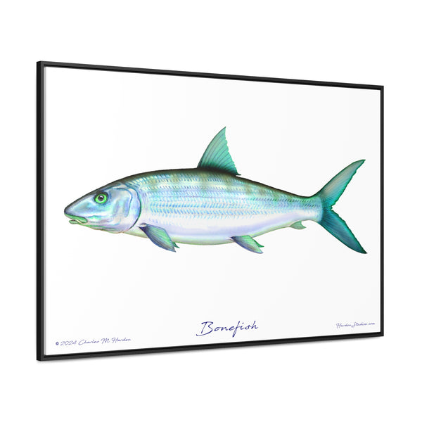 Framed Bonefish Canvas Fish Wall Art Print with Free Shipping