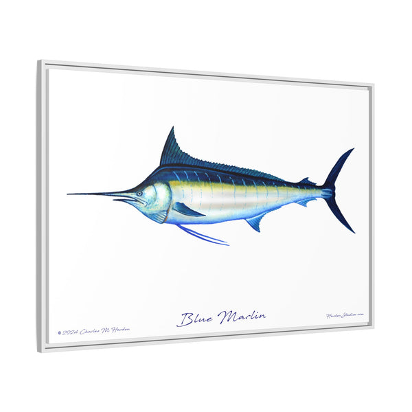 Framed Blue Marlin Canvas Fish Wall Art Print by Charles Harden