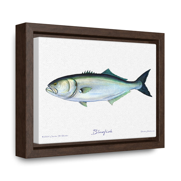 Framed Bluefish Canvas Fish Wall Art Print by Charles Harden - Free Shipping