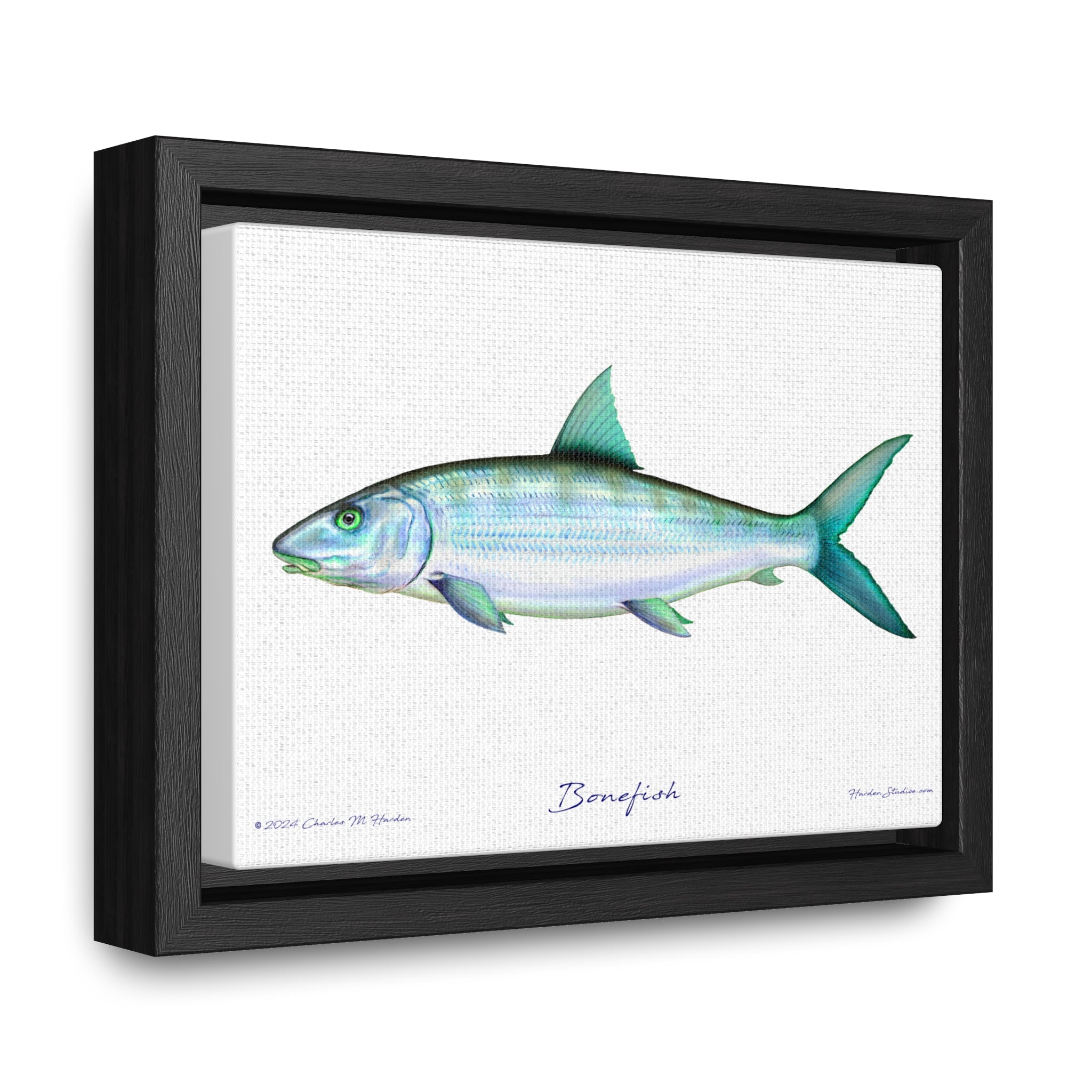 Framed Bonefish Canvas Fish Wall Art Print with Free Shipping