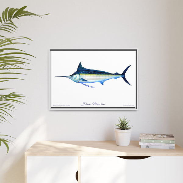 Framed Blue Marlin Canvas Fish Wall Art Print by Charles Harden