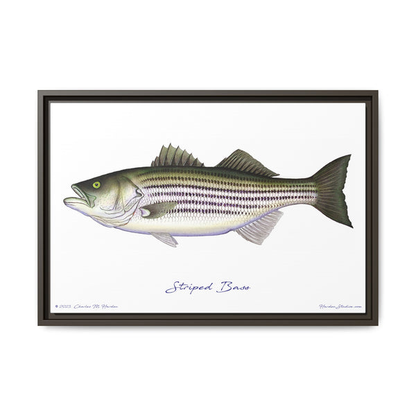 Striped Bass Framed Canvas Fish Art Print