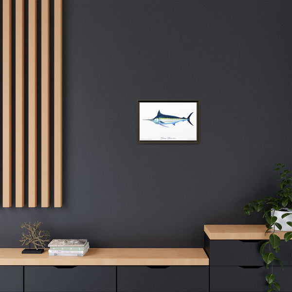 Framed Blue Marlin Canvas Fish Wall Art Print by Charles Harden