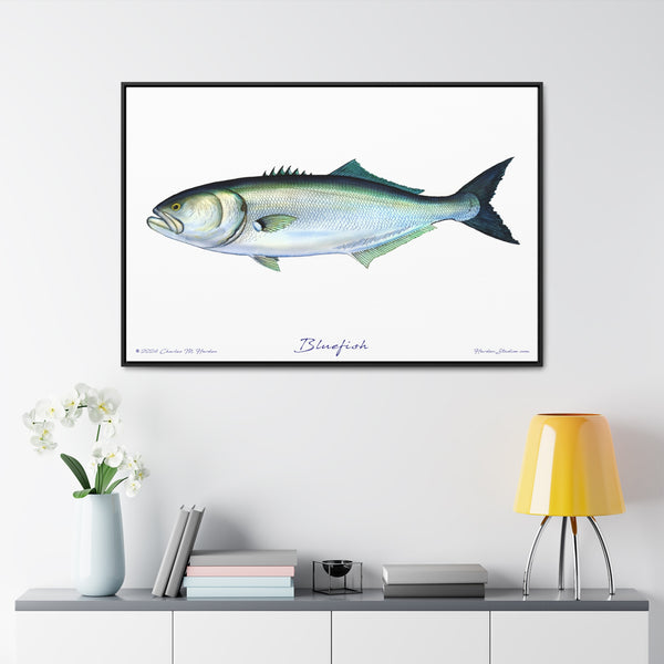 Framed Bluefish Canvas Fish Wall Art Print by Charles Harden - Free Shipping