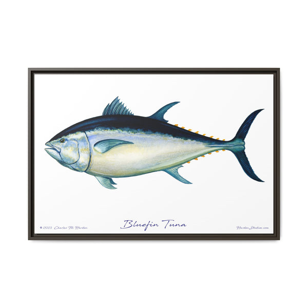 Bluefin Tuna Framed Canvas Fish Art Print