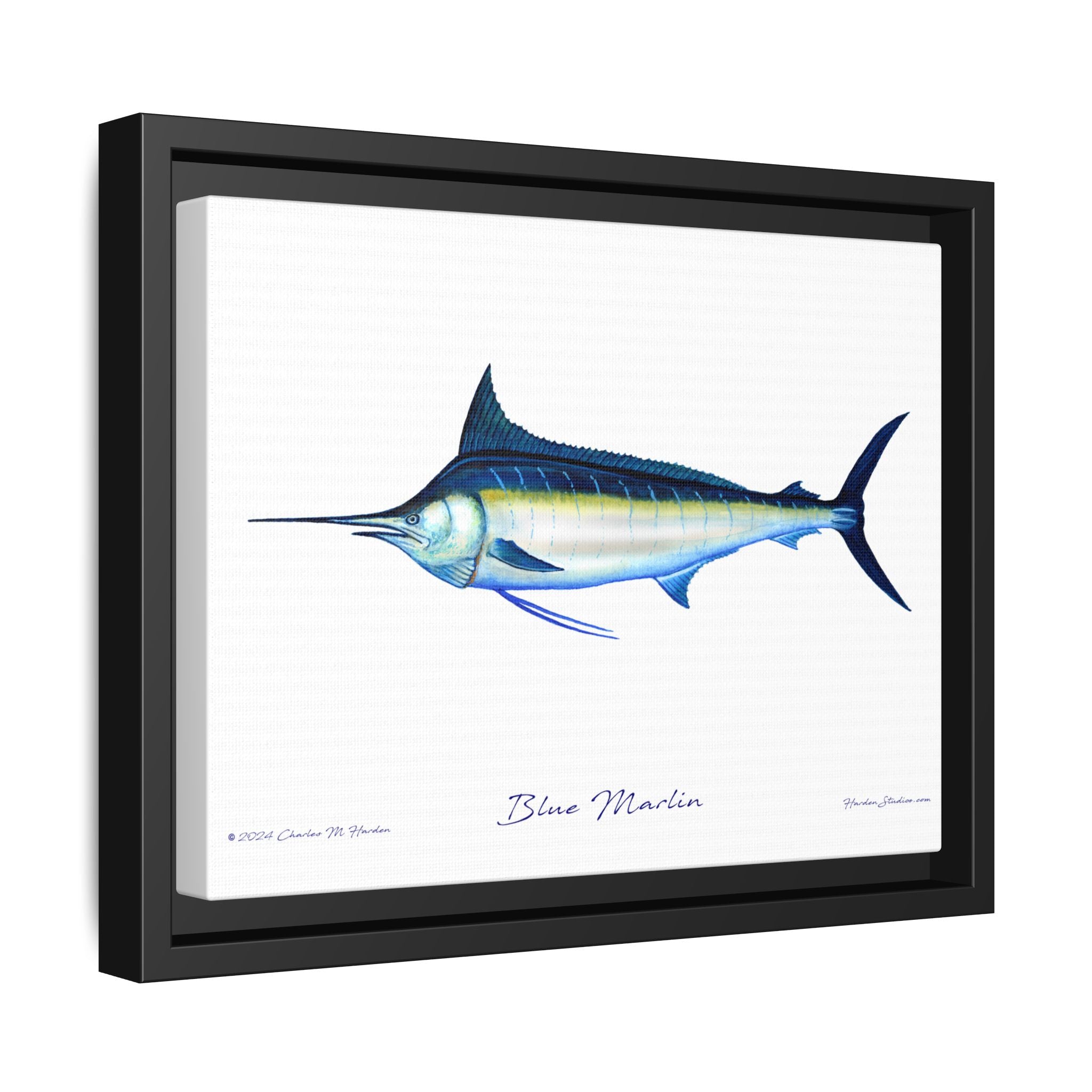 Framed Blue Marlin Canvas Fish Wall Art Print by Charles Harden