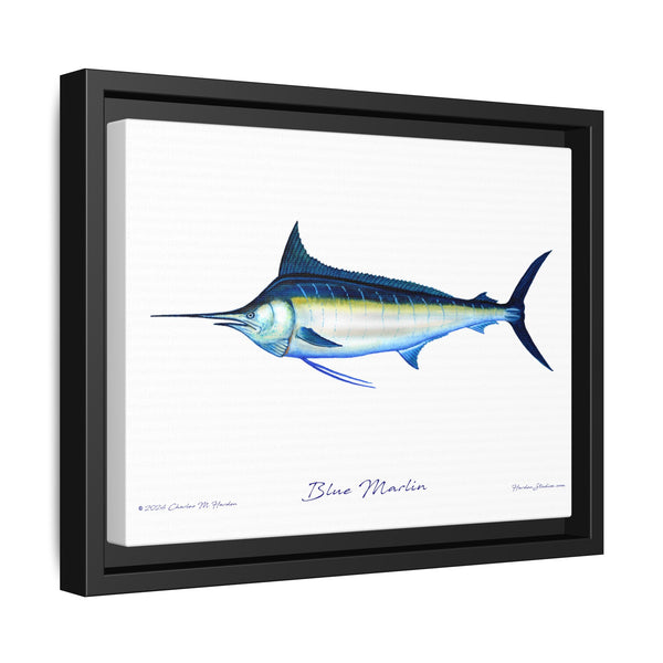 Framed Blue Marlin Canvas Fish Wall Art Print by Charles Harden