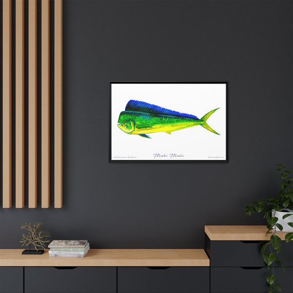 Mahi Mahi Framed Canvas Fish Art Print