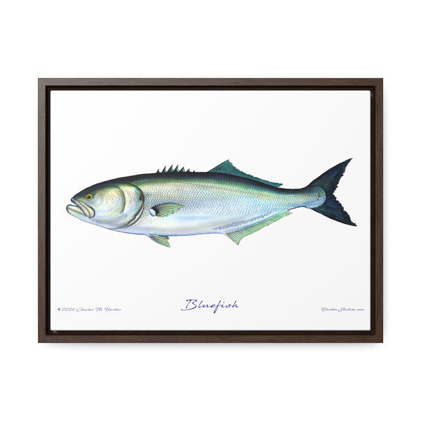 Framed Bluefish Canvas Fish Wall Art Print by Charles Harden - Free Shipping