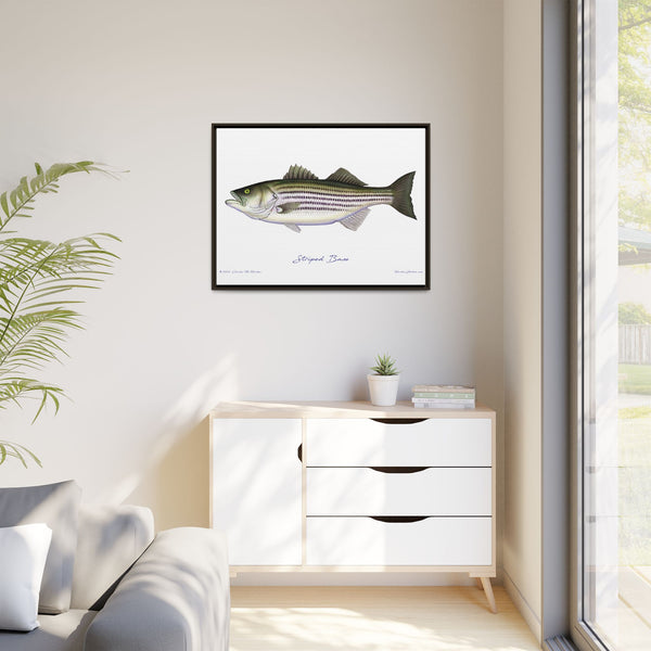 Striped Bass Framed Canvas Fish Art Print