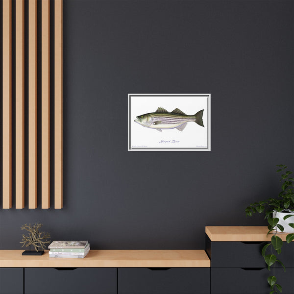 Striped Bass Framed Canvas Fish Art Print