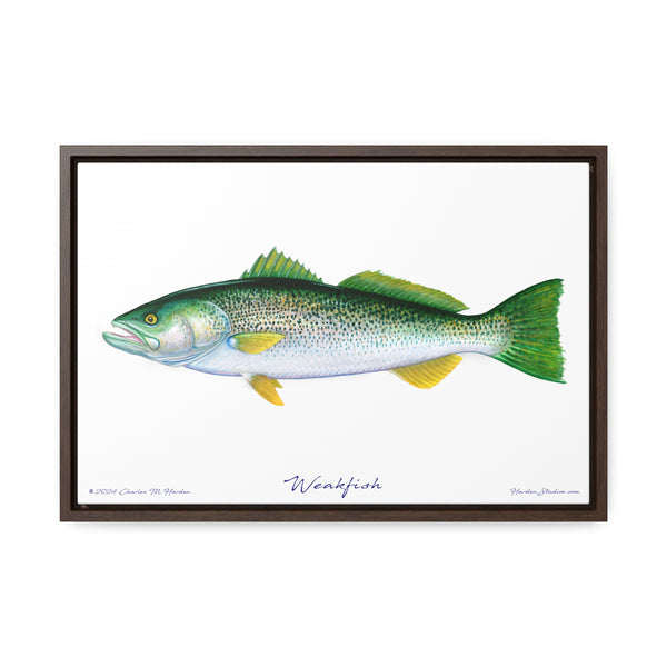 Framed Weakfish Canvas Fish Fishing Wall Art Print with Free Shipping