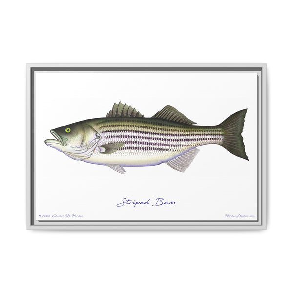 Striped Bass Framed Canvas Fish Art Print