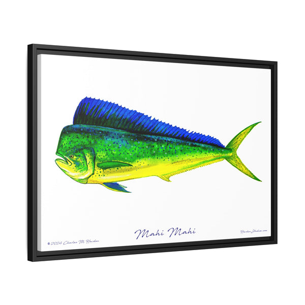 Mahi Mahi Framed Canvas Fish Art Print