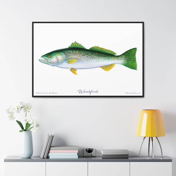 Framed Weakfish Canvas Fish Fishing Wall Art Print with Free Shipping