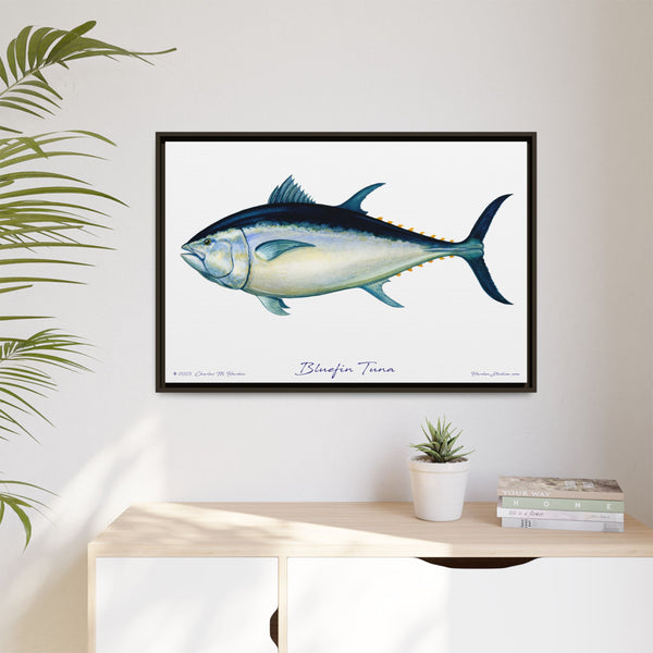 Bluefin Tuna Framed Canvas Fish Art Print