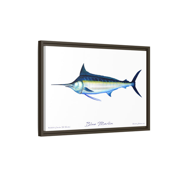 Framed Blue Marlin Canvas Fish Wall Art Print by Charles Harden