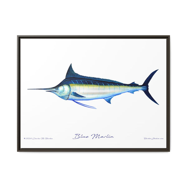 Framed Blue Marlin Canvas Fish Wall Art Print by Charles Harden