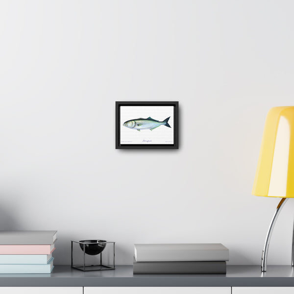 Framed Bluefish Canvas Fish Wall Art Print by Charles Harden - Free Shipping