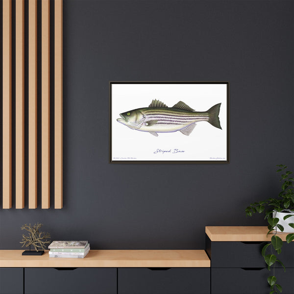 Striped Bass Framed Canvas Fish Art Print