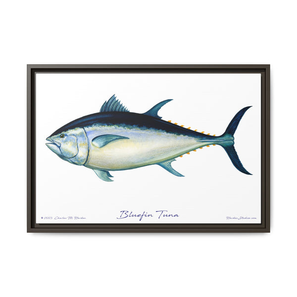 Bluefin Tuna Framed Canvas Fish Art Print