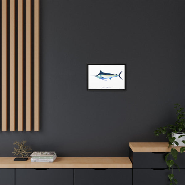 Framed Blue Marlin Canvas Fish Wall Art Print by Charles Harden