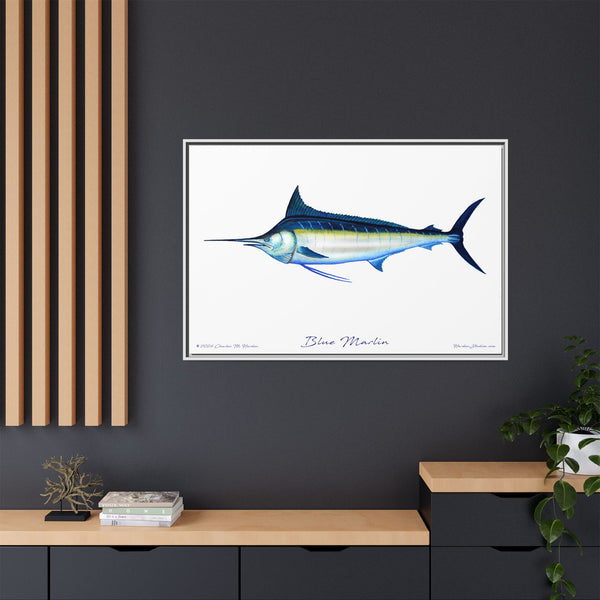 Framed Blue Marlin Canvas Fish Wall Art Print by Charles Harden