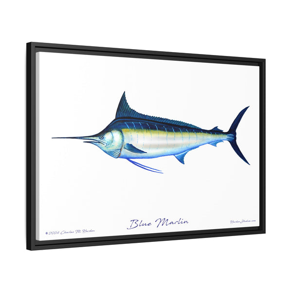 Framed Blue Marlin Canvas Fish Wall Art Print by Charles Harden