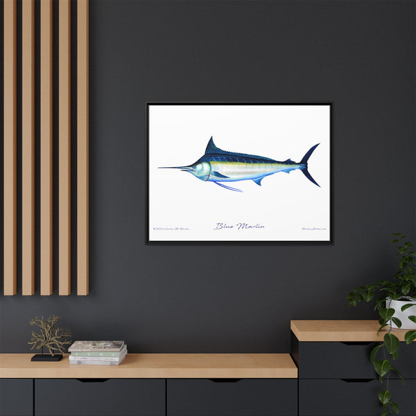 Framed Blue Marlin Canvas Fish Wall Art Print by Charles Harden