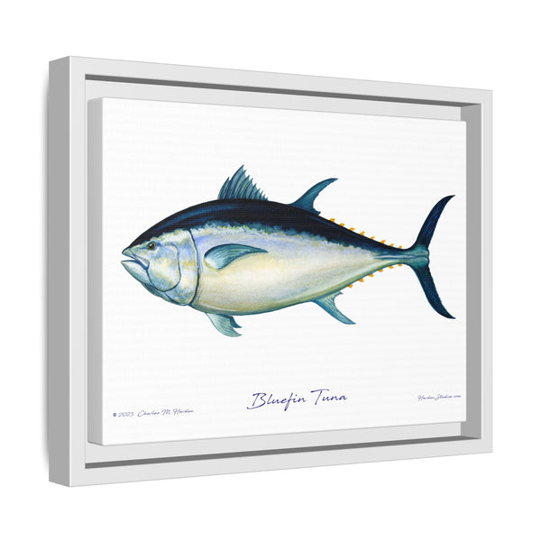 Bluefin Tuna Framed Canvas Fish Art Print