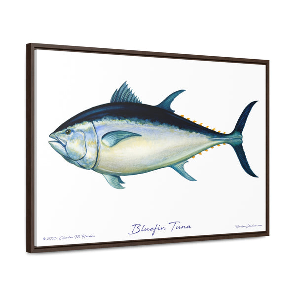 Bluefin Tuna Framed Canvas Wall Art - Free Ship