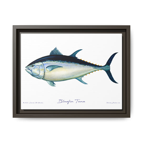 Bluefin Tuna Framed Canvas Fish Art Print