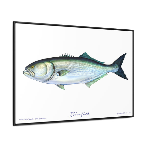 Framed Bluefish Canvas Fish Wall Art Print by Charles Harden - Free Shipping