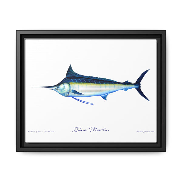 Framed Blue Marlin Canvas Fish Wall Art Print by Charles Harden