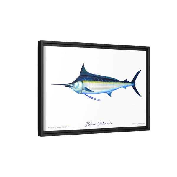 Framed Blue Marlin Canvas Fish Wall Art Print by Charles Harden