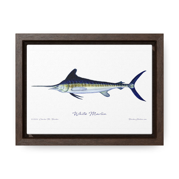 White Marlin Fish Art Print