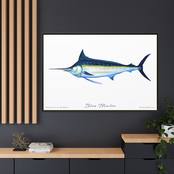 Framed Blue Marlin Canvas Fish Wall Art Print by Charles Harden