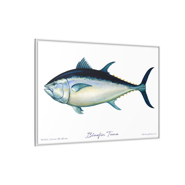 Bluefin Tuna Framed Canvas Fish Art Print