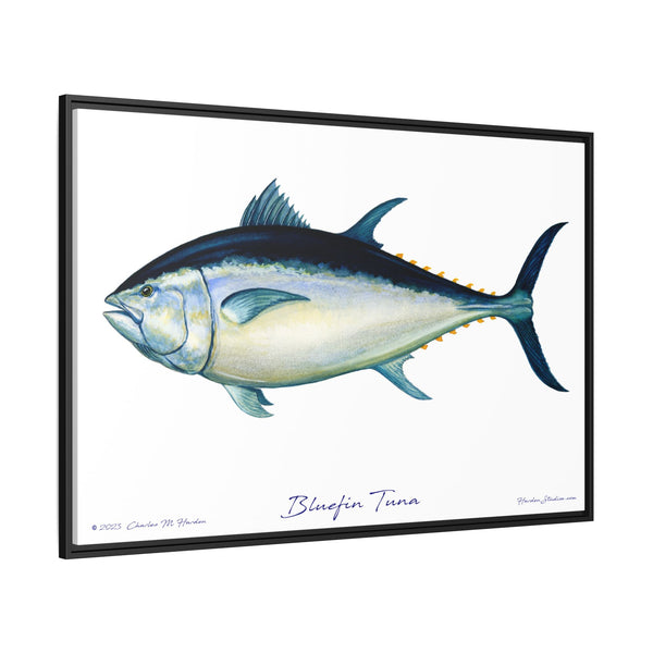 Bluefin Tuna Framed Canvas Fish Art Print