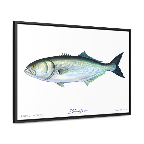 Framed Bluefish Canvas Fish Wall Art Print by Charles Harden - Free Shipping