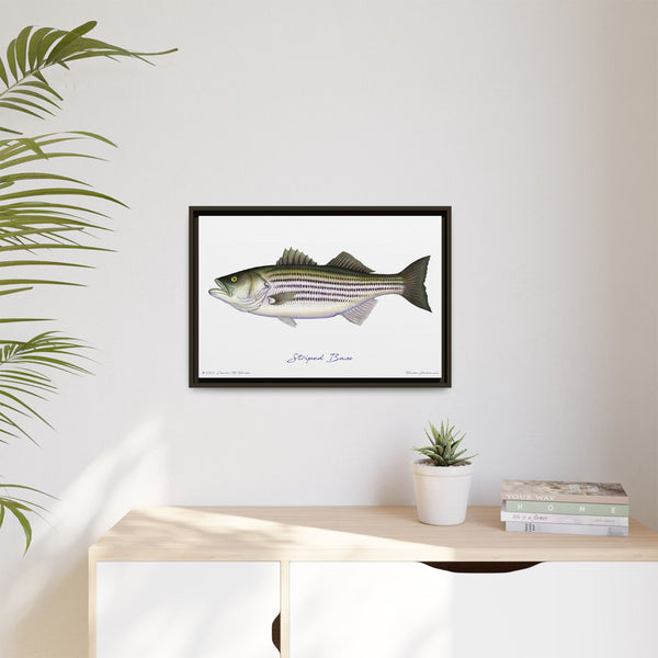 Striped Bass Framed Canvas Fish Art Print