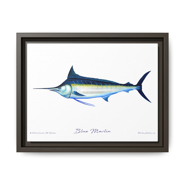 Framed Blue Marlin Canvas Fish Wall Art Print by Charles Harden