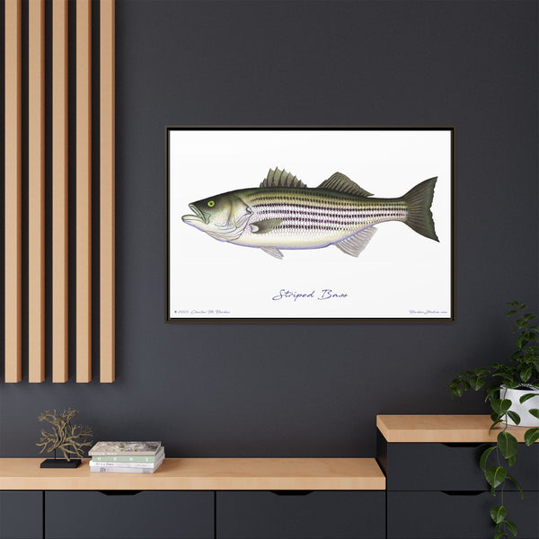 Striped Bass Framed Canvas Fish Art Print