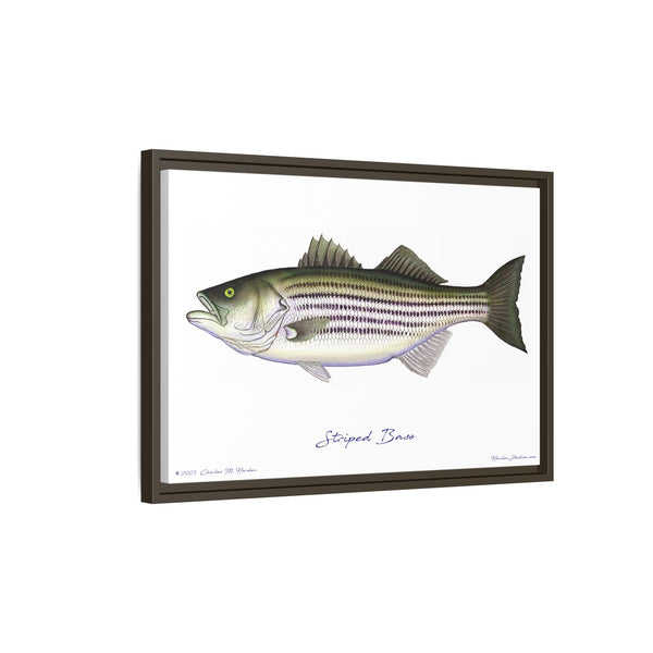 Striped Bass Framed Canvas Fish Art Print