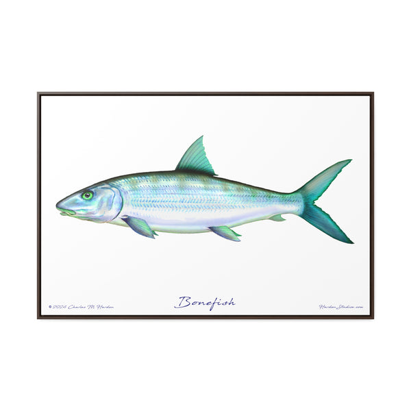 Framed Bonefish Canvas Fish Wall Art Print with Free Shipping