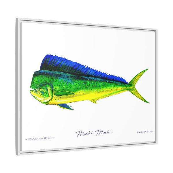 Mahi Mahi Framed Canvas Fish Art Print