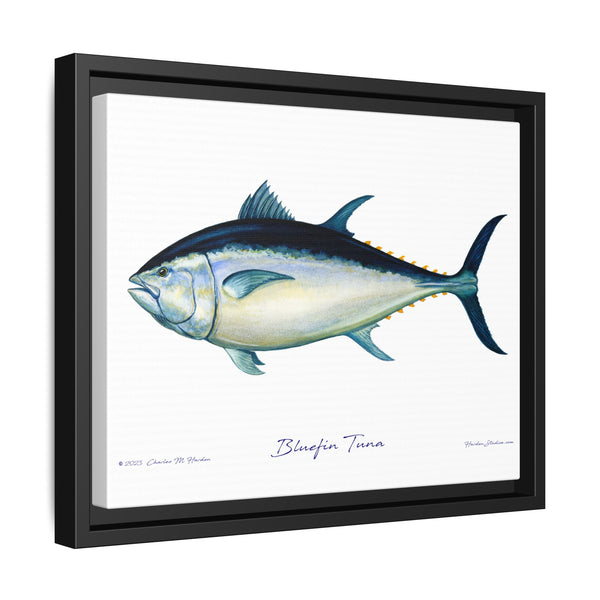 Bluefin Tuna Framed Canvas Fish Art Print