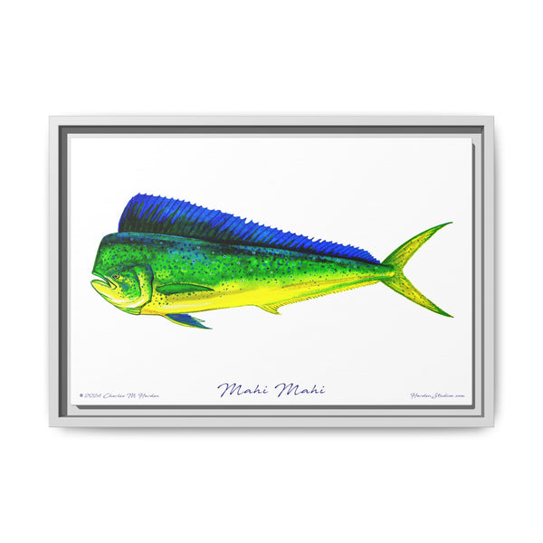 Mahi Mahi Framed Canvas Fish Art Print