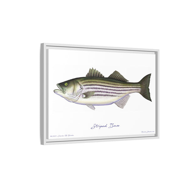 Striped Bass Framed Canvas Fish Art Print